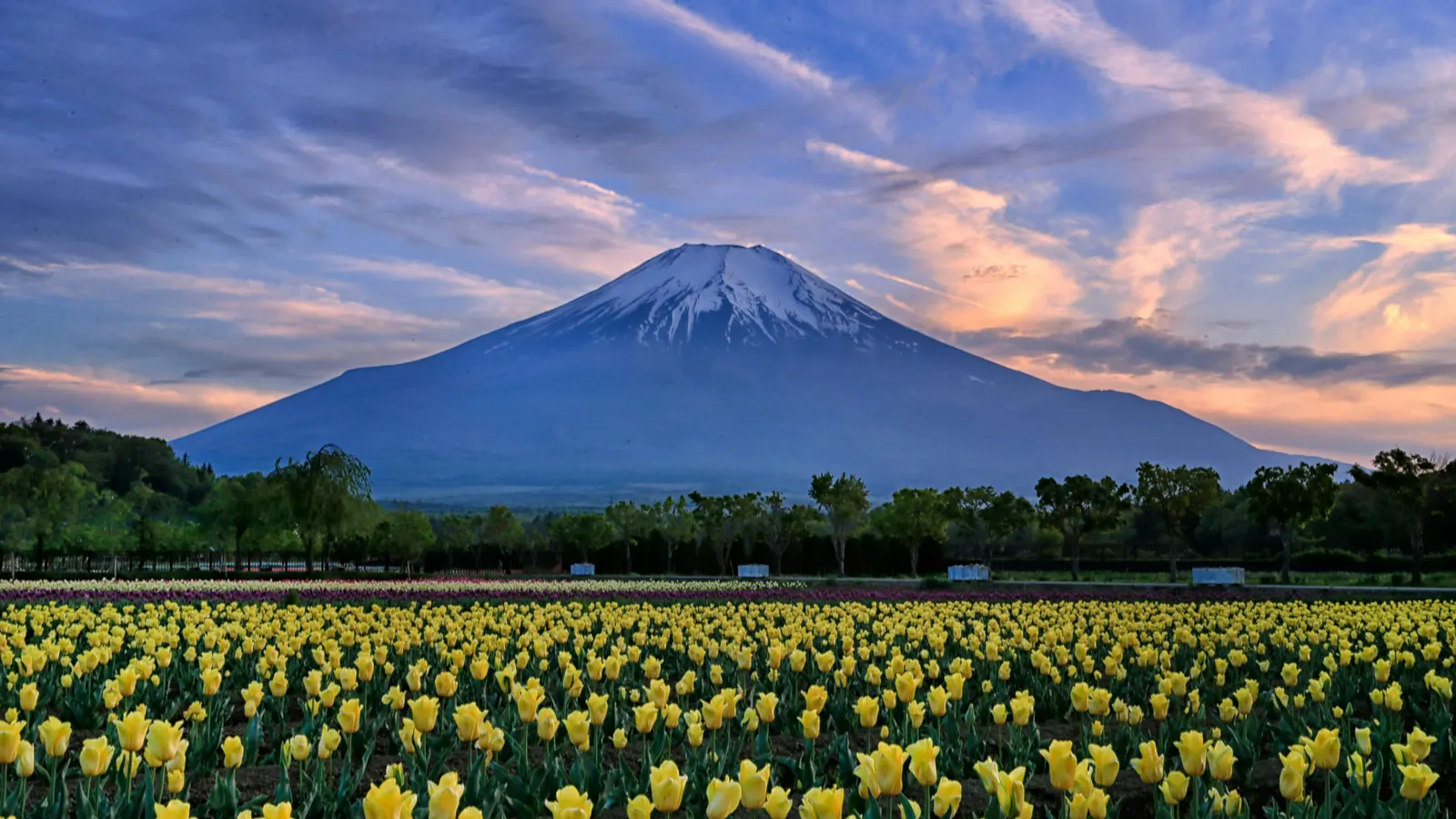Mount Fuji Hiking Guide: Yoshida Trail, Permits, and How to Get There from Tokyo