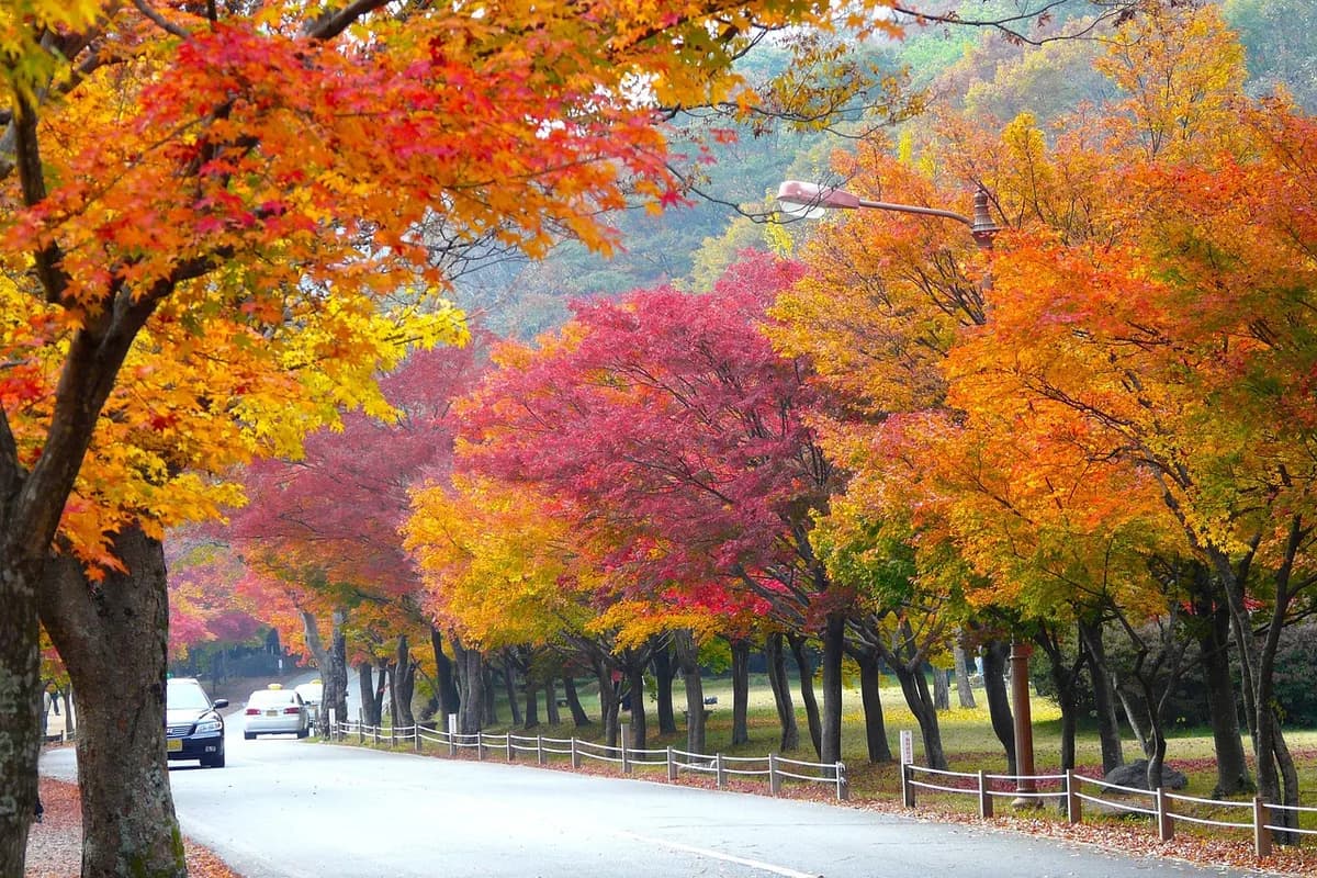 Naejangsan Hiking Guide: Korea's Best Autumn Foliage