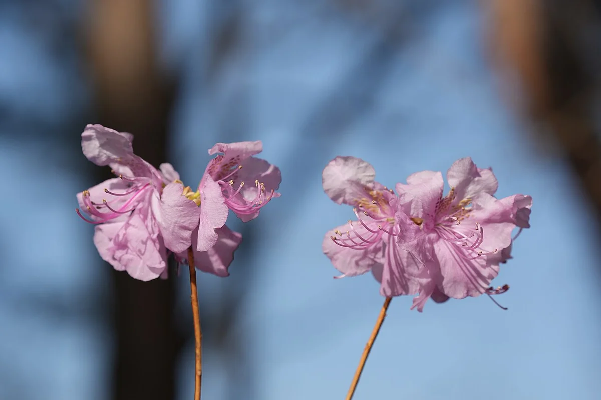 Cheonggyesan Maebong summit autumn ridge view