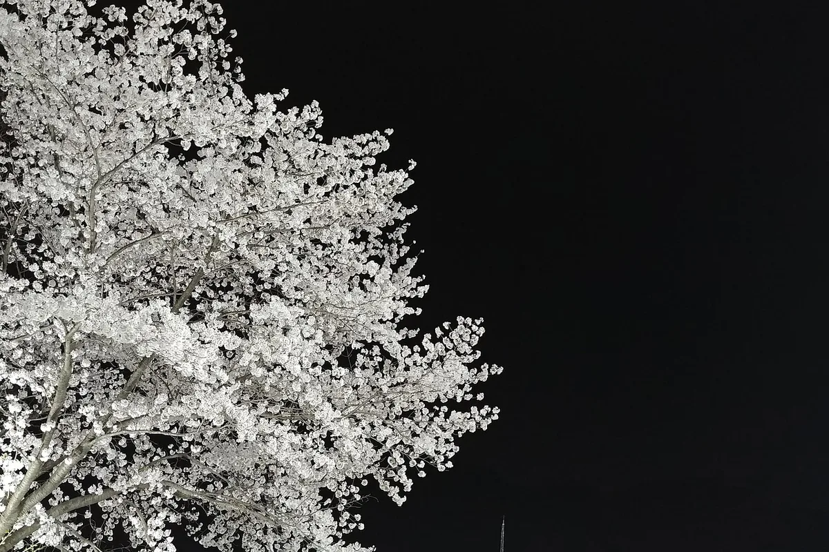 Gyeryongsan Donghaksa Temple cherry blossom spring Chungnam