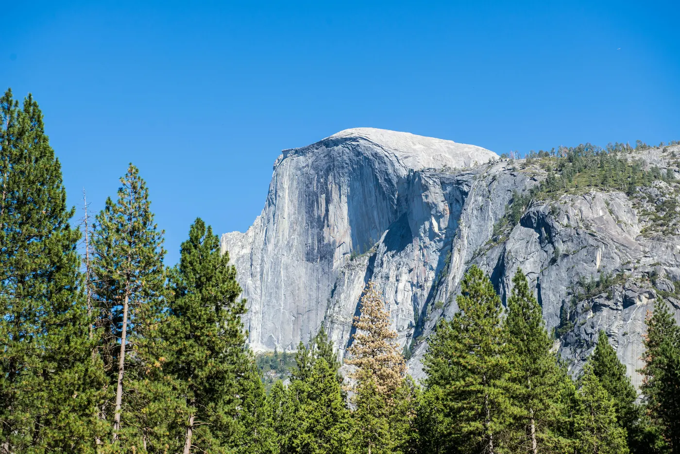 Half Dome from Yosemite Valley floor framed by pine trees