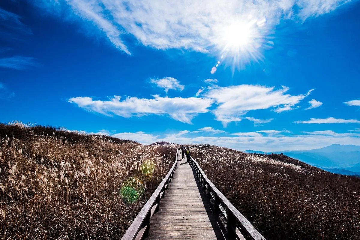 Hwangmaesan silver grass plains sunset October ridge view