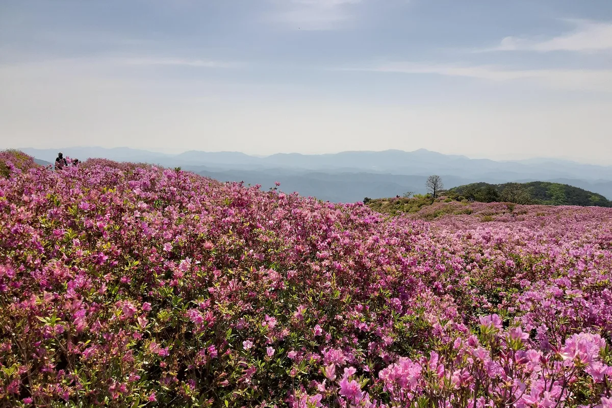 Hwangmaesan accessible plateau trail barrier free family hiking