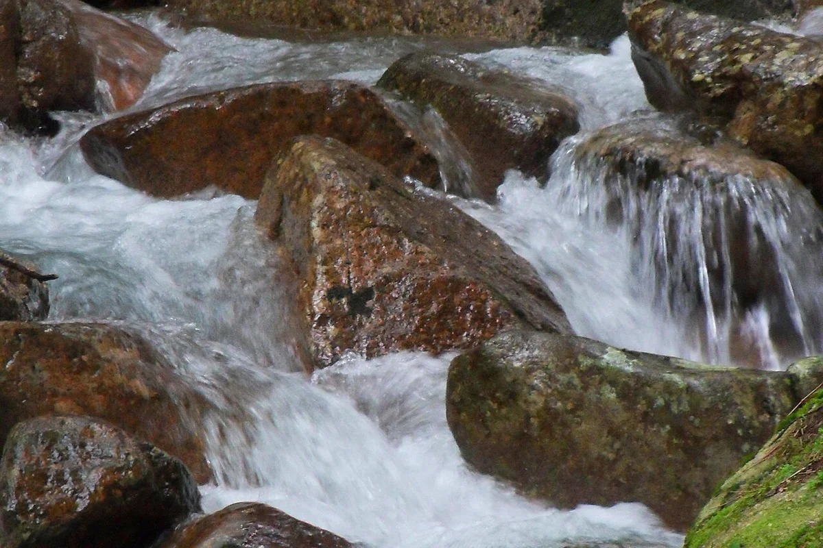 Songnisan Jeongipumsong ancient pine tree 600 years Boeun