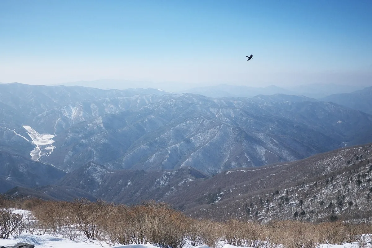 Taebaeksan yew grove ancient trees winter snow flowers ridge